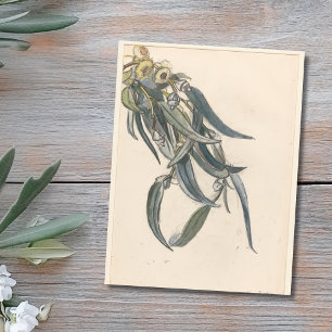 Bloeiende tak van een eucalyptus  postcard