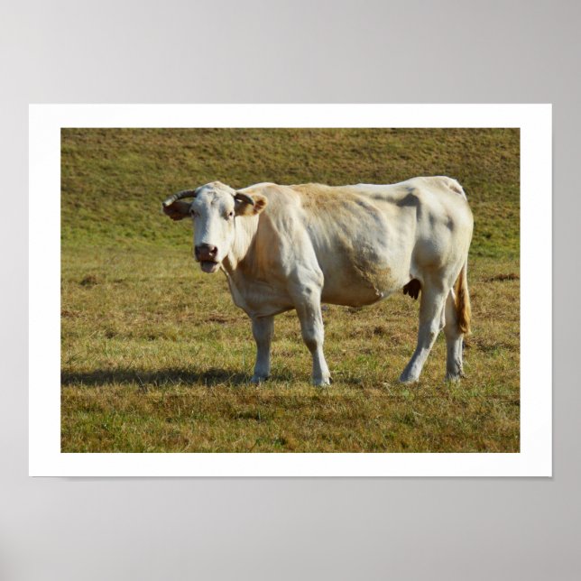 Blonde Aquitaine cow Poster (Front)