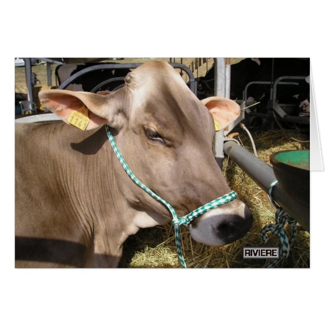 Blonde d'Aquitaine (Front Horizontal)