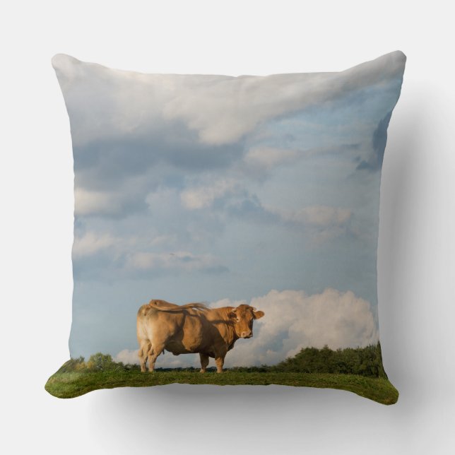 Blonde d'Aquitaine cow in Dordogne region, France Cushion (Front)