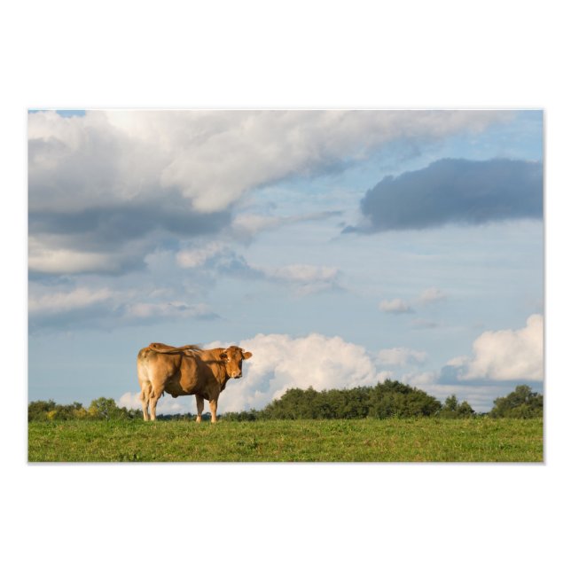 Blonde d'Aquitaine cow in Dordogne region, France Photo Print (Front)