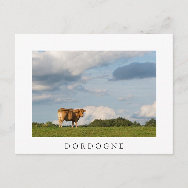 Blonde d'Aquitaine cow in Dordogne region, France Postcard (Front)