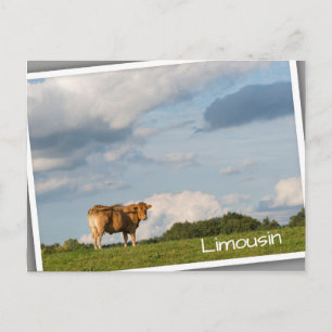 Blonde d'Aquitaine cow in Dordogne region, France Postcard