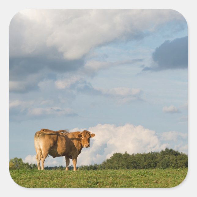 Blonde d'Aquitaine cow in Dordogne region, France Square Sticker (Front)