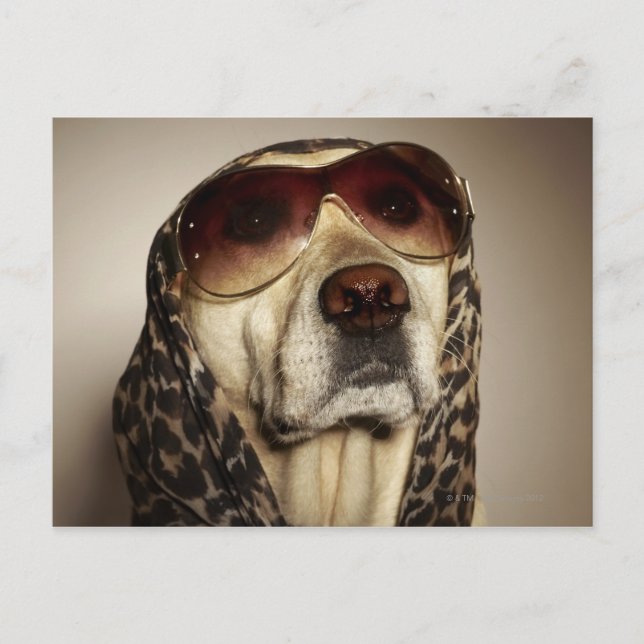 Blonde Labrador Retriever wearing sun glasses Postcard (Front)