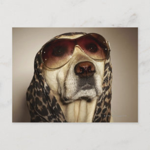 Blonde Labrador Retriever wearing sun glasses Postcard