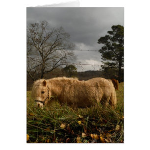 Blonde Miniature Pony / Horse