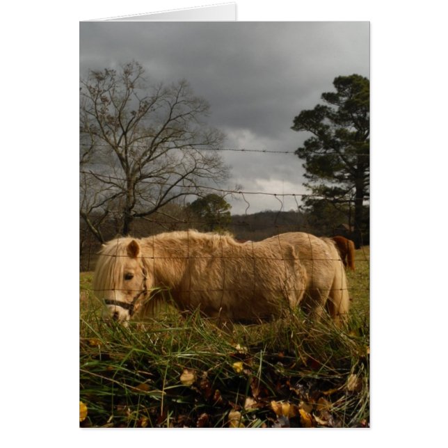 Blonde Miniature Pony / Horse (Front)