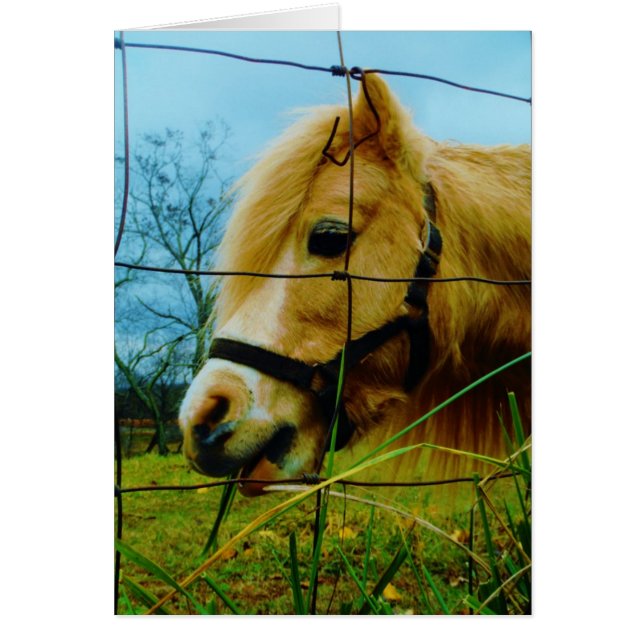 Blonde Miniature Pony / Horse Blue Sky (Front)