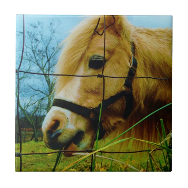 Blonde Miniature Pony / Horse Blue Sky Tile (Front)