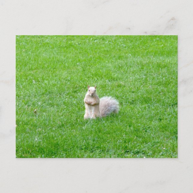 Blonde Squirrel Postcard (Front)