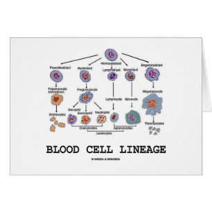 Blood Cell Lineage (Biology Health Medicine)