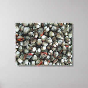 Blood Cockle Shells Canvas Print