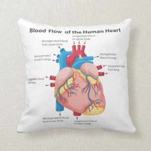 Blood Flow of the Human Heart Cushion