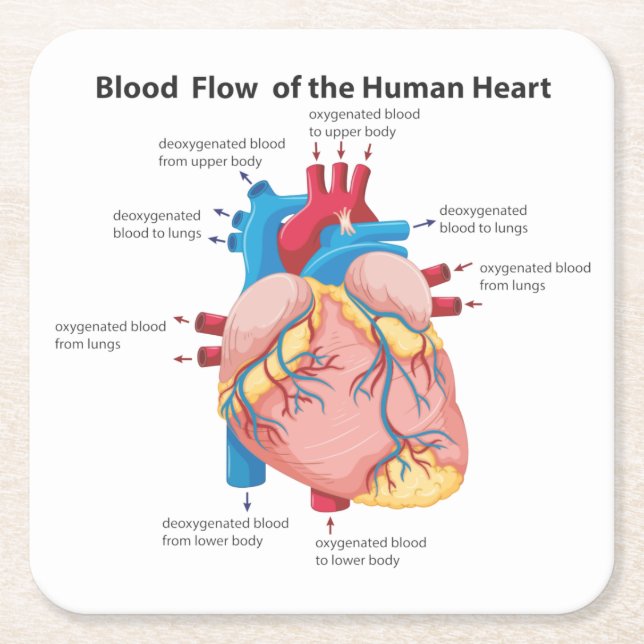Blood Flow of the Human Heart Square Paper Coaster (Front)