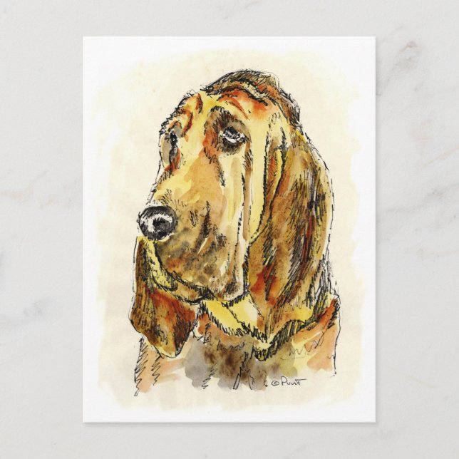 Blood Hound Dogs Postcard (Front)