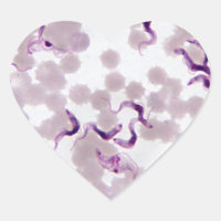 Blood Parasite Trypanosoma