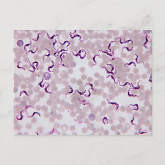 Blood Parasite Trypanosoma Postcard (Front)