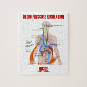 Blood Pressure Regulation Inside Physiology Jigsaw Puzzle