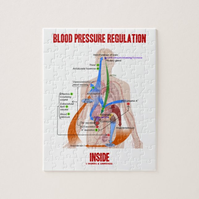 Blood Pressure Regulation Inside Physiology Jigsaw Puzzle (Vertical)