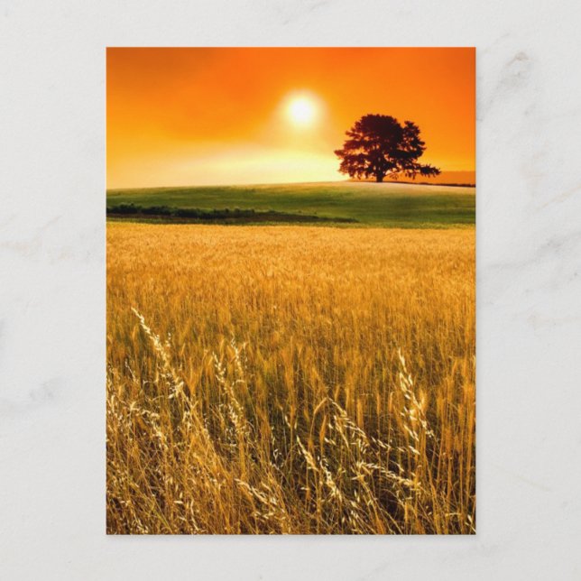 Blood-Red Sunset Postcard (Front)