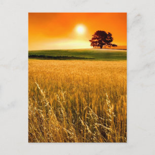 Blood-Red Sunset Postcard