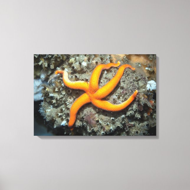 Blood Star (Henricia leviuscula) Canvas Print (Front)