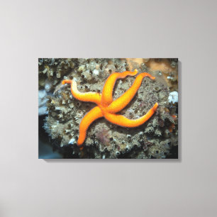 Blood Star (Henricia leviuscula) Canvas Print