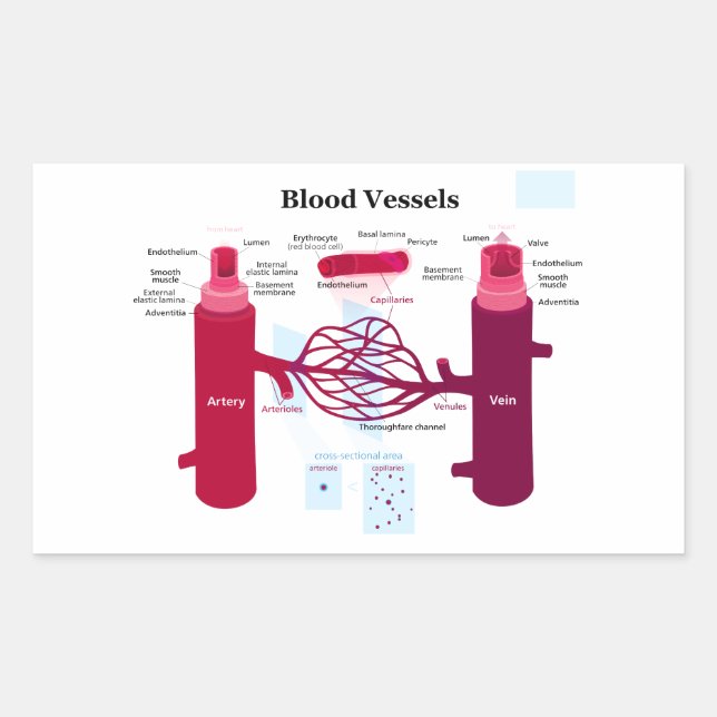 Blood Vessels Arteries Capillaries Veins Diagram Rectangular Sticker (Front)