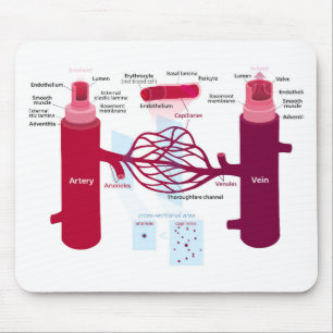 Blood Vessels Diagram Arteries Veins Capillaries Mouse Pad