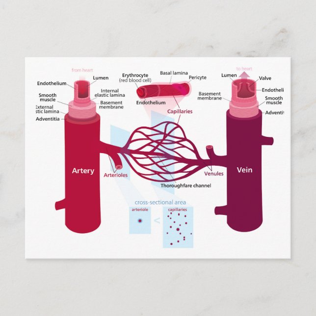 Blood Vessels Diagram Arteries Veins Capillaries  Postcard (Front)