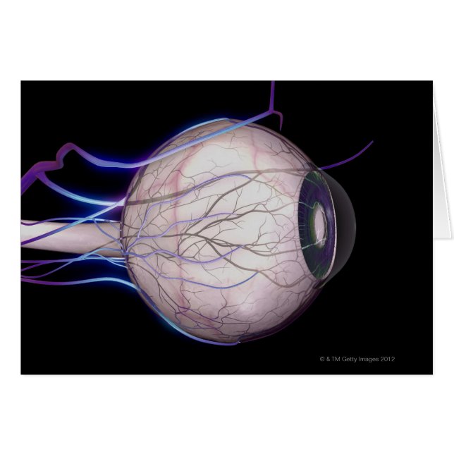 Blood Vessels of the Eye (Front Horizontal)