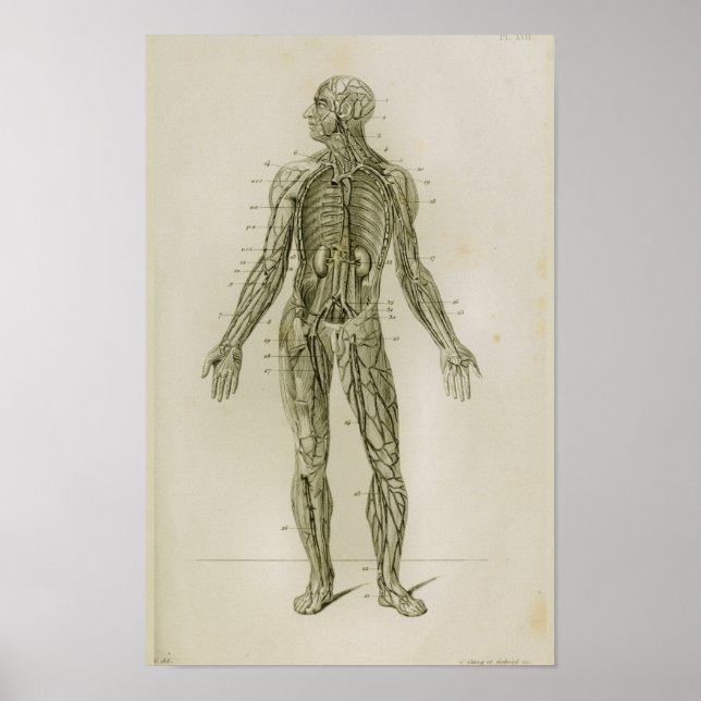 Blood Vessels Veins Vintage Anatomy Print (Front)