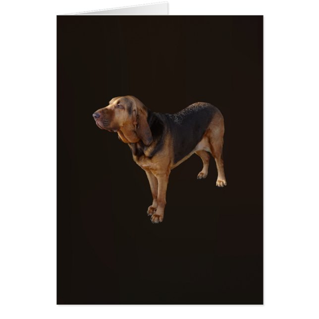 Bloodhound (Front)