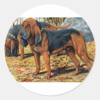 Bloodhound