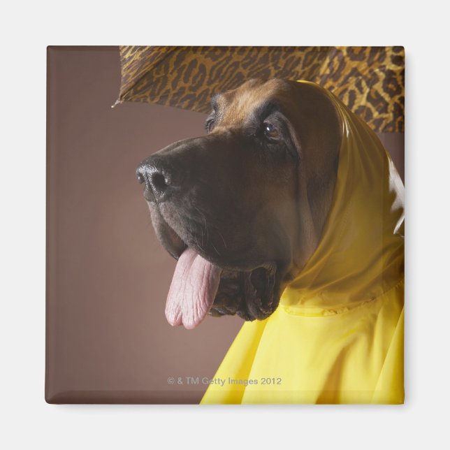Bloodhound dog. magnet (Front)