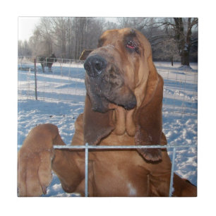 Bloodhound Face Tile