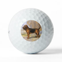 Bloodhound