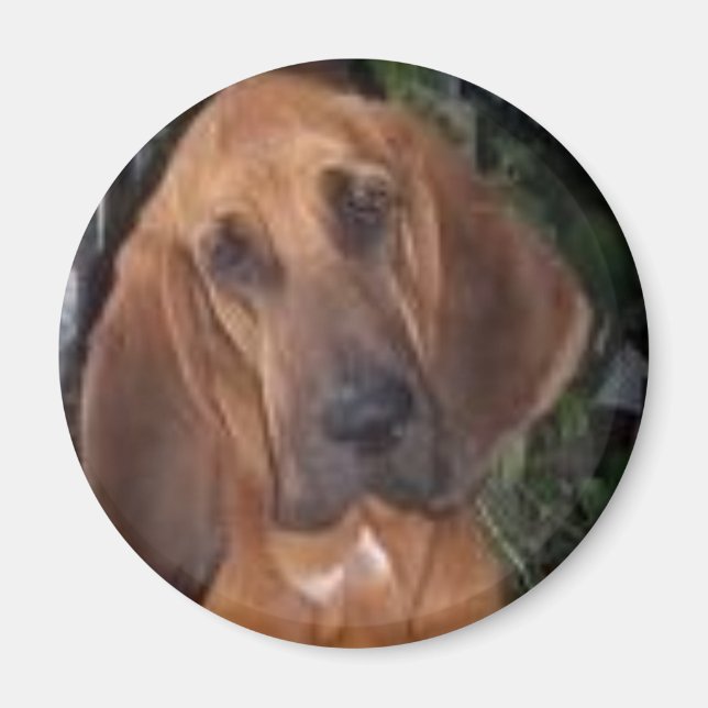 bloodhound magnet (Front)