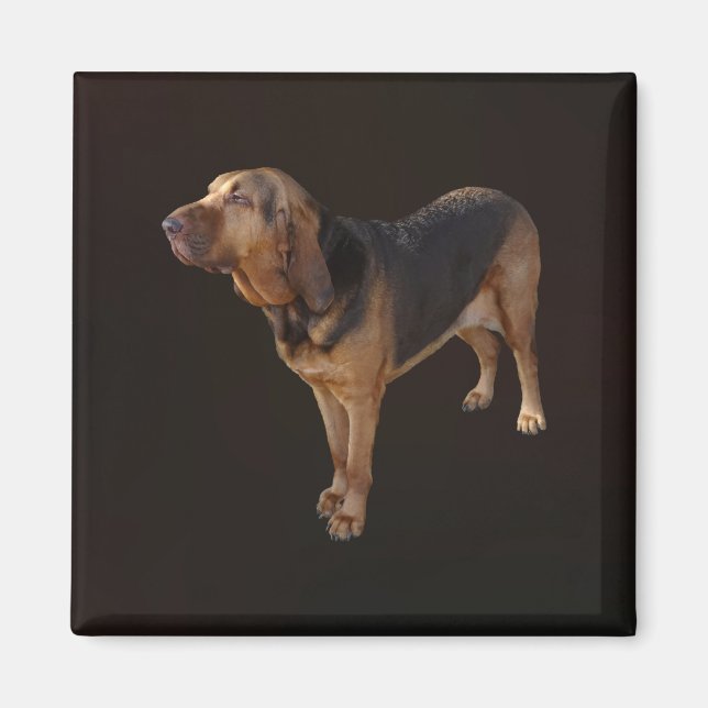 Bloodhound Magnet (Front)