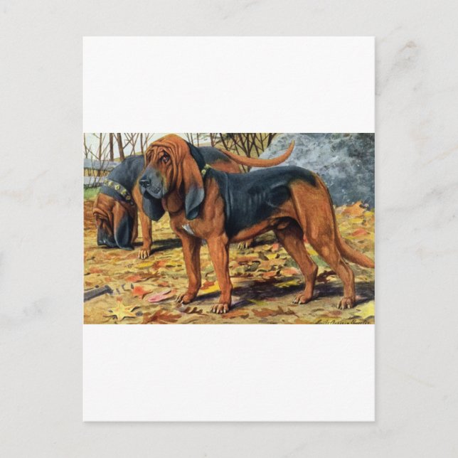 Bloodhound Postcard (Front)