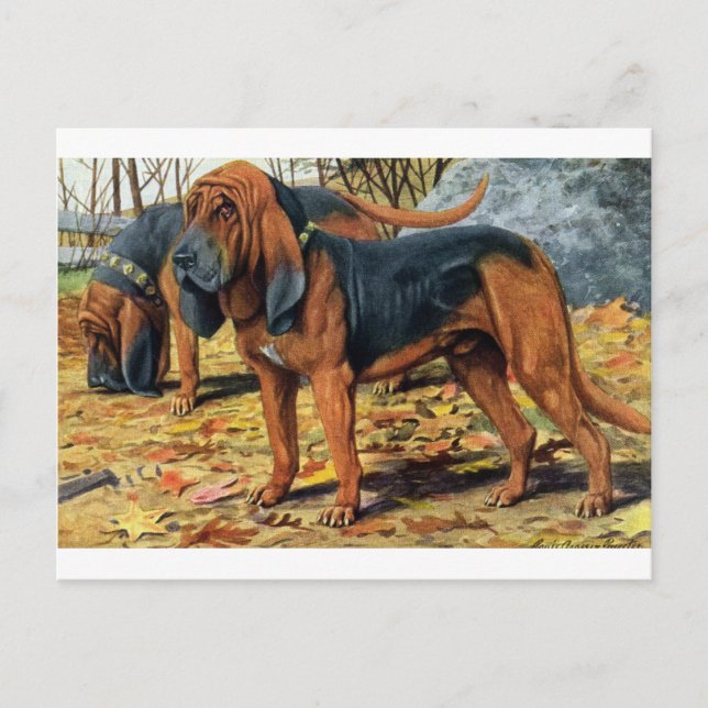 Bloodhound Postcard (Front)