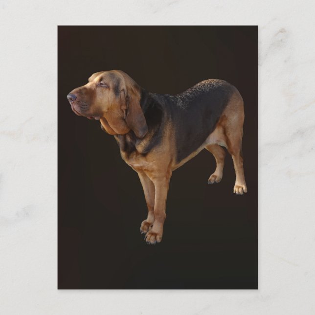 Bloodhound Postcard (Front)