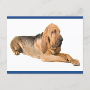 Bloodhound Puppy Dog Greeting Postcard