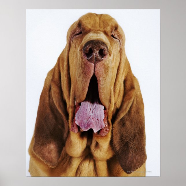 Bloodhound (St. Hubert Hound) with closed eyes, Poster (Front)
