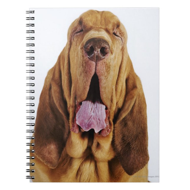 Bloodhound (St. Hubert Hound) with closed eyes, Spiral Notebook (Front)