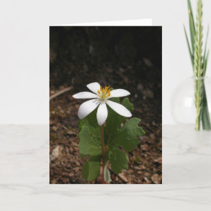 Bloodroot flower card