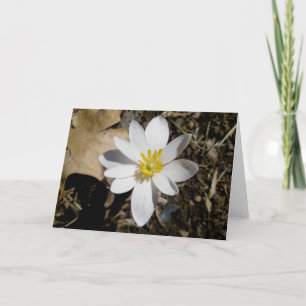 Bloodroot Note Card