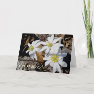 Bloodroot Trio Sorry Card