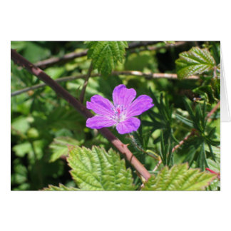 Bloody Cranesbill, Aran Islands, Ireland